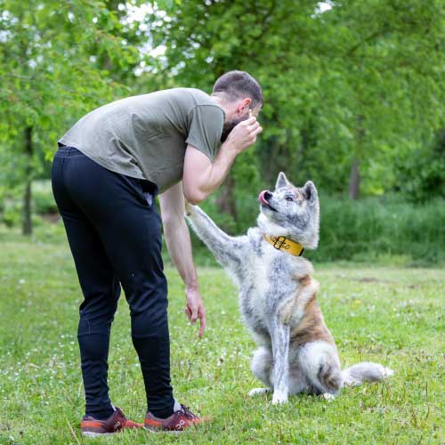 éducation du chien adulte éducation du chien adulte