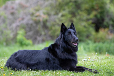 chien adulte